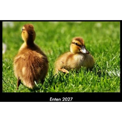 Becker Enten 2027 Fotokalender DIN A3: Monatskalender mit Bild-Motiven von Haustieren, Bauernhof, wilden Tieren und Raubtieren Becker Enten 2027 Fotokalender DIN A3: Monatskalender mit Bild-Motiven von Haustieren, Bauernhof, wilden Tieren und Raubtieren