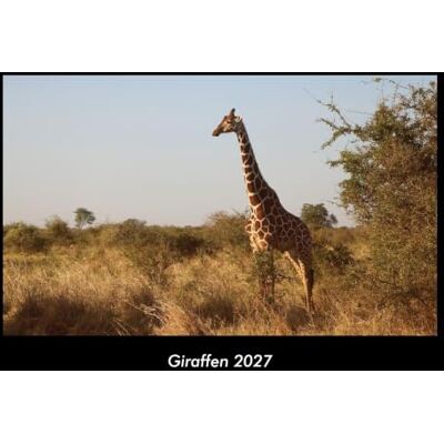Becker Giraffen 2027 Fotokalender DIN A3: Monatskalender mit Bild-Motiven von Haustieren, Bauernhof, wilden Tieren und Raubtieren Becker Giraffen 2027 Fotokalender DIN A3: Monatskalender mit Bild-Motiven von Haustieren, Bauernhof, wilden Tieren und Raubtieren