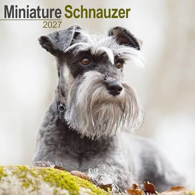 PUBLISHING, AVONSIDE Miniature Schnauzer Wall PUBLISHING, AVONSIDE Miniature Schnauzer Wall