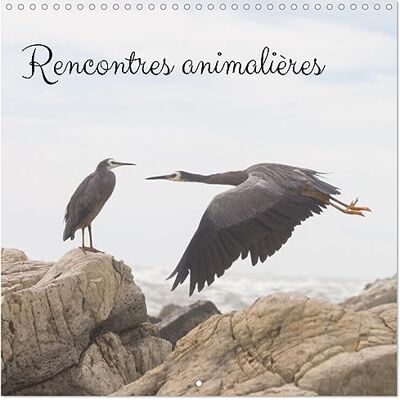 CALVENDO Rencontres animalières (Calendrier mural carré 2027 30 x 30 cm) Calendrier double avec une page pour vos prises de notes CALVENDO Rencontres animalières (Calendrier mural carré 2027 30 x 30 cm) Calendrier double avec une page pour vos prises de notes