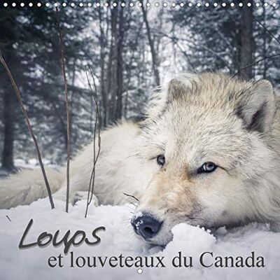 CALVENDO Loups et louveteaux du canada (calendrier mural 2020 300 * 300 mm square) louveteaux, louvard et l ( Animaux) CALVENDO Loups et louveteaux du canada (calendrier mural 2020 300 * 300 mm square) louveteaux, louvard et l ( Animaux)