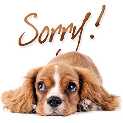 Various Sorry Various Sorry