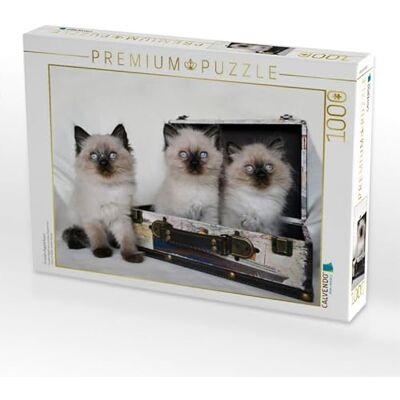 CALVENDO Jennifer Chrystal Puzzle (1000 Piezas, 64 x 48 cm), diseño de Gatos CALVENDO Jennifer Chrystal Puzzle (1000 Piezas, 64 x 48 cm), diseño de Gatos