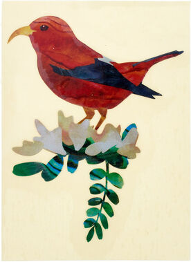 Jockomo Hawaiian Honeycreeper Bird Jockomo Hawaiian Honeycreeper Bird