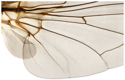 Shapingwaves Insects & Swarms Shapingwaves Insects & Swarms