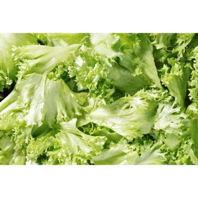 Fresh SalaattiMestari Jääsalaatti irtolehti 1,0 kg pss Fresh SalaattiMestari Jääsalaatti irtolehti 1,0 kg pss