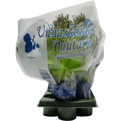 Unnaslahti punainen jääsalaatti 100 g Unnaslahti punainen jääsalaatti 100 g