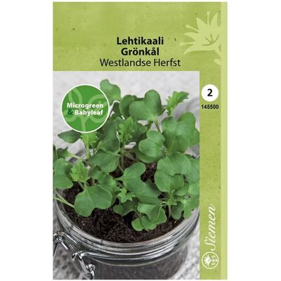 Siemen - Westlandse Herfst - Microgreen - Babyleaf Kale - Seeds Siemen - Westlandse Herfst - Microgreen - Babyleaf Kale - Seeds