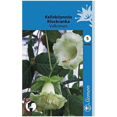 Siemen kelloköynnös valkoinen Siemen kelloköynnös valkoinen