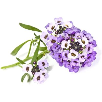 Click and Grow Smart Garden Refill 3-pack - Sweet Alyssum Click and Grow Smart Garden Refill 3-pack - Sweet Alyssum