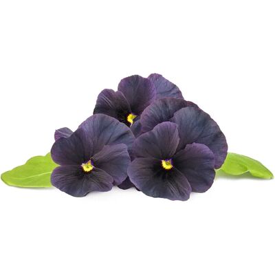 Click and Grow Smart Garden Refill 3-pack - Black Pansy Click and Grow Smart Garden Refill 3-pack - Black Pansy