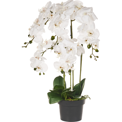 Beliani Tekokasvi ORCHID 63 cm Valkoinen Beliani Tekokasvi ORCHID 63 cm Valkoinen