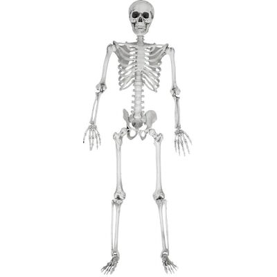 Luuranko, Täysimittainen - 170 cm Luuranko, Täysimittainen - 170 cm