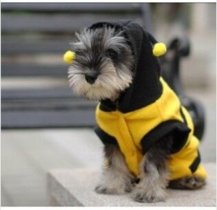 e-ville.com Koiran vaate, ampiainen - 16 e-ville.com Koiran vaate, ampiainen - 16