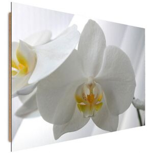 ED Taulu White orchids 50x70 cm