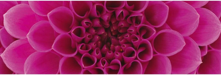 Keittiön välitila Pink dahlia 180x60 cm