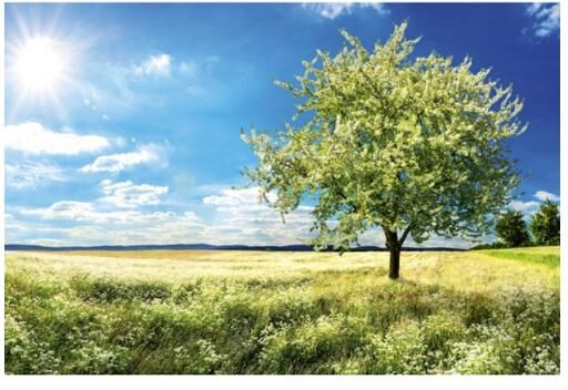 Fleece-kuvatapetti Blossom tree 375x250 cm Fleece-kuvatapetti Blossom tree 375x250 cm