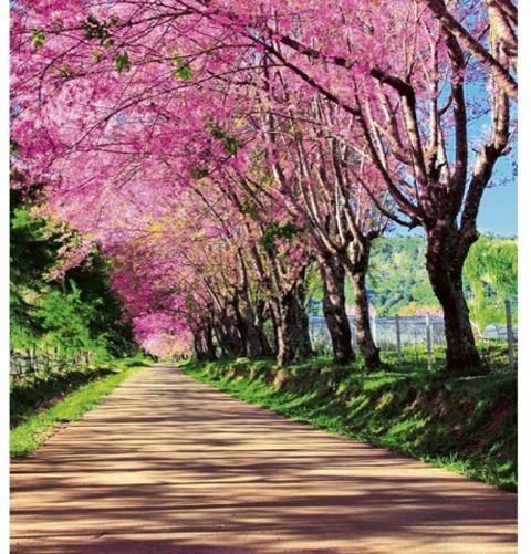 Fleece-kuvatapetti Blossom alley 225x250 cm Fleece-kuvatapetti Blossom alley 225x250 cm