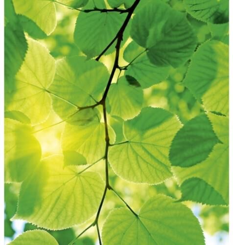 Fleece-kuvatapetti Green leaves 225x250 cm Fleece-kuvatapetti Green leaves 225x250 cm