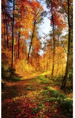 Fleece-kuvatapetti Forest walk 150x250 cm Fleece-kuvatapetti Forest walk 150x250 cm