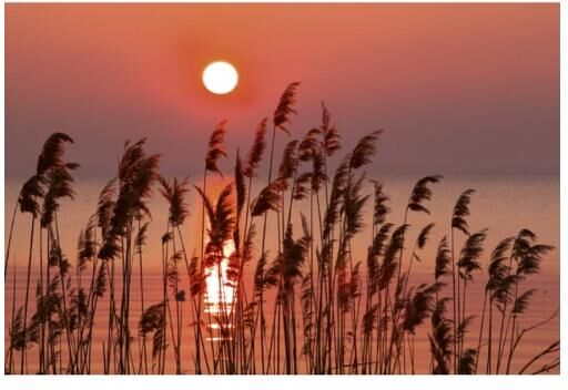 Fleece-kuvatapetti Reed on lake 375x250 cm Fleece-kuvatapetti Reed on lake 375x250 cm