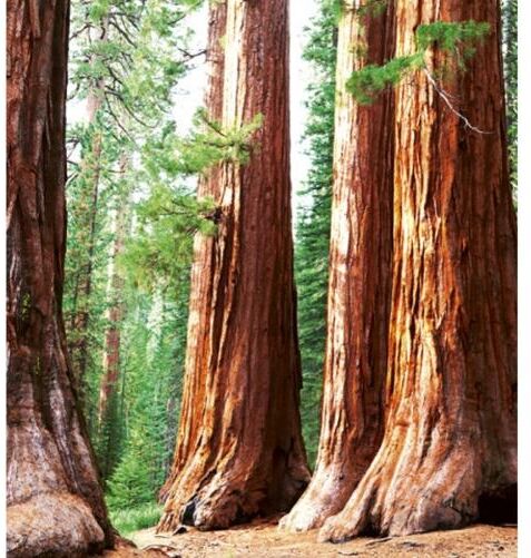 Fleece-kuvatapetti Sequoia 225x250 cm Fleece-kuvatapetti Sequoia 225x250 cm