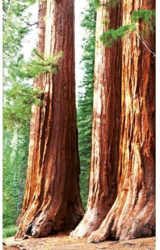 Fleece-kuvatapetti Sequoia Sequoia 150x250 cm Fleece-kuvatapetti Sequoia Sequoia 150x250 cm