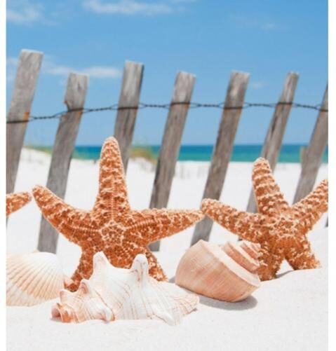 Fleece-kuvatapetti Starfish 225x250 cm Fleece-kuvatapetti Starfish 225x250 cm