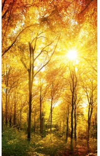 Fleece-kuvatapetti Sunny forest 150x250 cm Fleece-kuvatapetti Sunny forest 150x250 cm