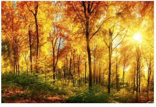 Fleece-kuvatapetti Sunny forest 375x250 cm Fleece-kuvatapetti Sunny forest 375x250 cm