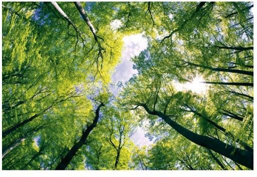 Fleece-kuvatapetti Trees 375x250 cm Fleece-kuvatapetti Trees 375x250 cm