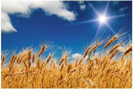 Fleece-kuvatapetti Wheat field 375x250 cm Fleece-kuvatapetti Wheat field 375x250 cm