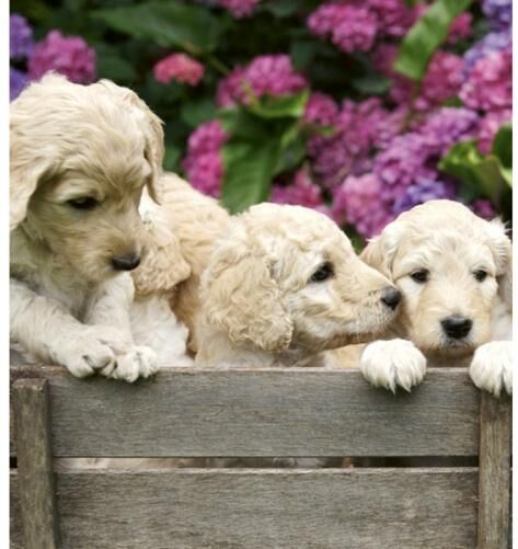 Fleece kuvatapetti Labrador puppies 225x250 cm Fleece kuvatapetti Labrador puppies 225x250 cm