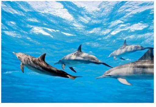 Fleece kuvatapetti Dolphins 375x250 cm