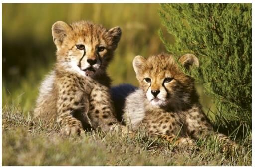 Fleece kuvatapetti Cheetah 375x250 cm Fleece kuvatapetti Cheetah 375x250 cm