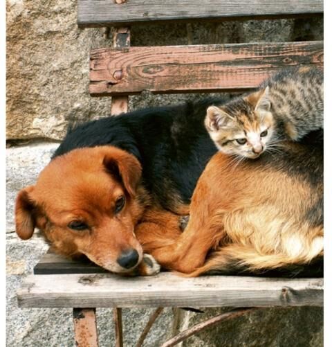 Fleece kuvatapetti Cat and dog 225x250 cm Fleece kuvatapetti Cat and dog 225x250 cm