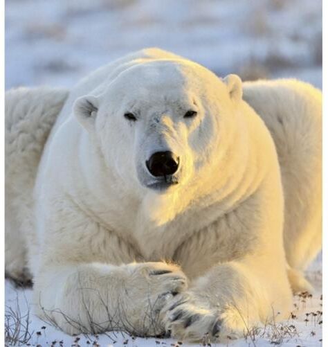 Fleece kuvatapetti Bear 225x250 cm Fleece kuvatapetti Bear 225x250 cm