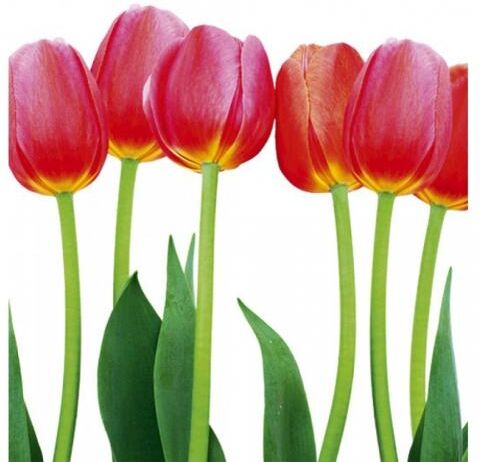 Fleece kuvatapetti Bed of tulips 225x250 cm Fleece kuvatapetti Bed of tulips 225x250 cm