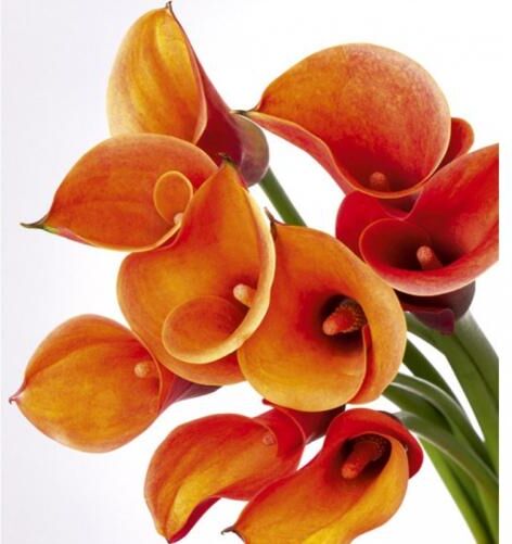 Fleece kuvatapetti Calla 225x250 cm Fleece kuvatapetti Calla 225x250 cm