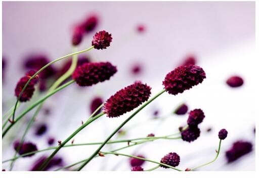 Fleece kuvatapetti Floral violet 375x250 cm Fleece kuvatapetti Floral violet 375x250 cm