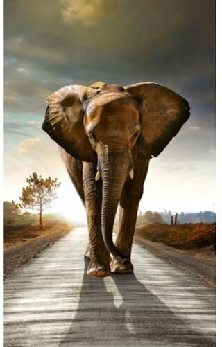 Fleece kuvatapetti Walking elephant 150x250 cm Fleece kuvatapetti Walking elephant 150x250 cm
