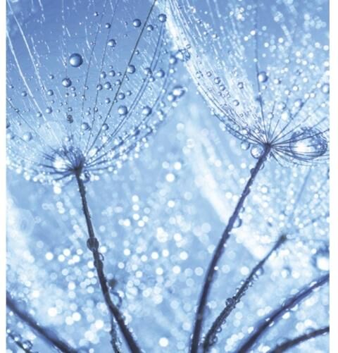 Fleece kuvatapetti Dandelion waterdrops 225x250 cm Fleece kuvatapetti Dandelion waterdrops 225x250 cm