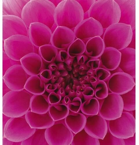 Fleece kuvatapetti Pink dahlia 225x250 cm Fleece kuvatapetti Pink dahlia 225x250 cm