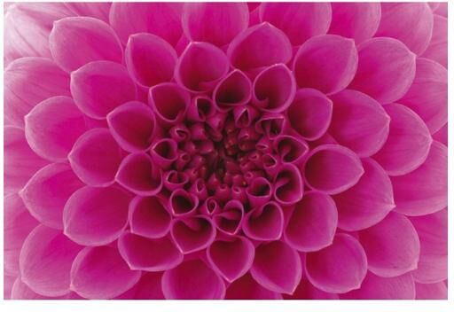 Fleece kuvatapetti Pink dahlia 375x250 c Fleece kuvatapetti Pink dahlia 375x250 c