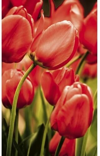 Fleece kuvatapetti Red tulips 150x250 cm Fleece kuvatapetti Red tulips 150x250 cm