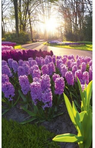 Fleece kuvatapetti Hyacint flowers 150x250 cm Fleece kuvatapetti Hyacint flowers 150x250 cm