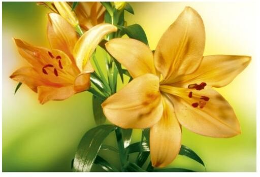 Fleece kuvatapetti Lily 375x250 cm Fleece kuvatapetti Lily 375x250 cm