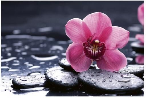 Fleece kuvatapetti Orchid 375x250 cm Fleece kuvatapetti Orchid 375x250 cm