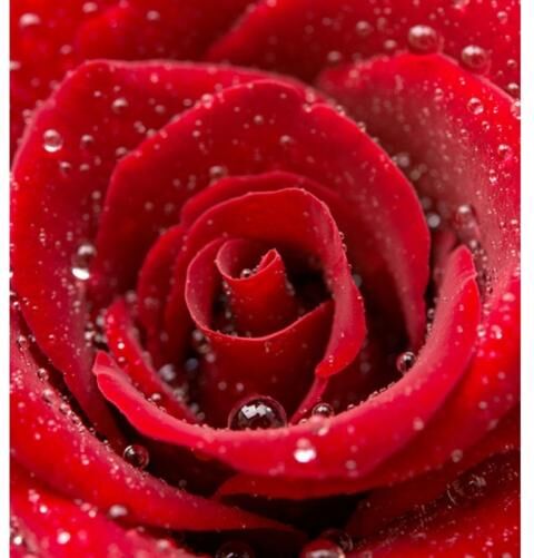 Fleece kuvatapetti Red rose 150x250 cm Fleece kuvatapetti Red rose 150x250 cm