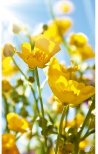 Fleece kuvatapetti Yellow flowers 150x250 cm Fleece kuvatapetti Yellow flowers 150x250 cm